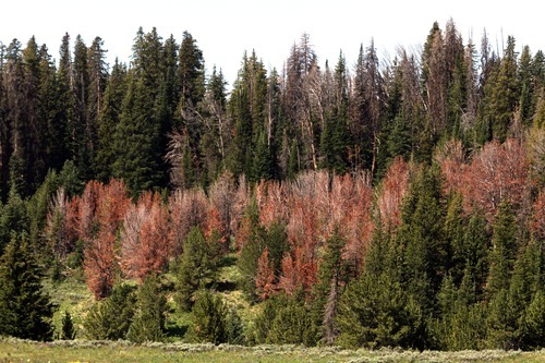 Rick Egan  | The Salt Lake Tribune 

Whitebark pine tree, now red, were kllled in the past year by mountain pine beetles near Togwotee Pass, Wyo., Thursday, August 4, 2011.