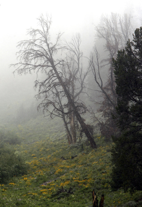 Rick Egan  | The Salt Lake Tribune 

Dead trees due to Beetle kills, in the Bridger-Teton National Forest, Monday, August 1, 2011.