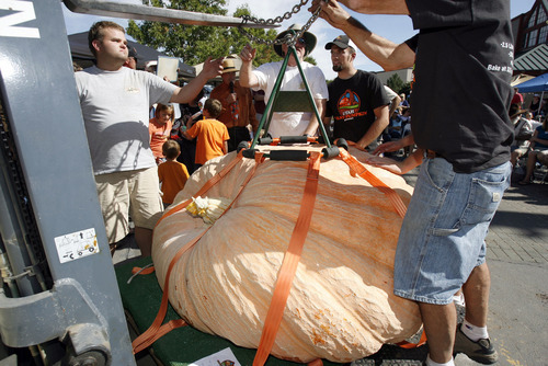Francisco Kjolseth  |  The Salt Lake Tribune
Crews use special rigging and a fork lift to move giant pumpkins at the second annual Harvest Festival at Thanksgiving Point in Lehi on Saturday. Multiple pumpkins in excess of 1,000 pounds were weighed before a cheering crowd with the previous state record of 1,169 pounds being broken by Matt McConkie, who held the previous record.