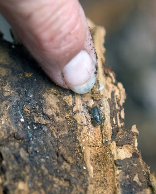 Al Hartmann  |  The Salt Lake Tribune
A beetle about the size of a pencil eraser crawls on an infested Engelmann spruce in the Fishlake National Forest. Spruce beetles have thrown the tree's future in doubt in Utah.