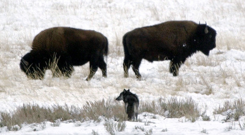 Steve Griffin  |  Tribune file photo
A wolf from the Druid Peak pack keeps a close eye on a pair of bison that were moving in on the pack's sleeping area in 2002. The bison eventually forced the pack to move. The Druid Peak pack lives in Yellowstone National Park near the Lamar Valley.