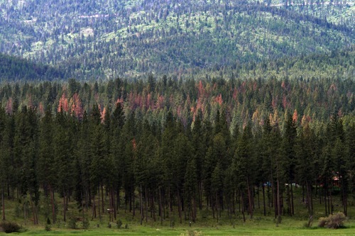 Rick Egan   |  The Salt Lake Tribune

Trees near Missoula, Mont., infested by bark beetles, turn a reddish yellow after dying.