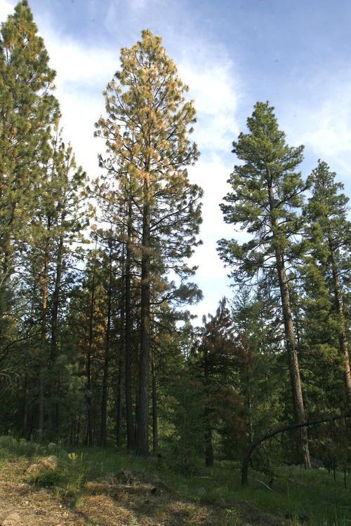 Rick Egan   |  The Salt Lake Tribune

Trees near Missoula, Mont., infested by bark beetles, turn a reddish yellow after dying.