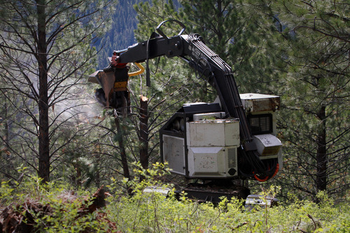 Rick Egan  | The Salt Lake Tribune 

A masticator, heavy equipment used to mulch standing trees, works in August on the Bitterroot National Forest to thin trees and leave the rest better able to defend against beetles.