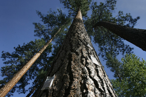 Rick Egan  | The Salt Lake Tribune 

Anti-beetle pheromone patches called Verbenone protect ponderosa pines at a campground on the East Fork of the Bitterroot River in Montana.