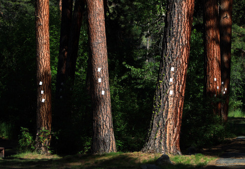 Rick Egan  | The Salt Lake Tribune 

Anti-beetle pheromone patches called Verbenone protect ponderosa pines at a campground on the East Fork of the Bitterroot River in Montana.