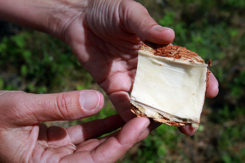 Rick Egan  | The Salt Lake Tribune 

Healthy phloem, the nutrient-conducting layer under the bark, feeds young beetles, which ultimately choke it off.