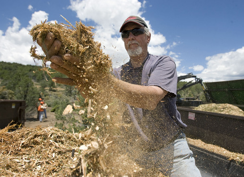 Al Hartmann  |  The Salt Lake Tribune
Dan Hathaway, an independent biomass energy adviser, grabs chipped pinyon pine and juniper trees from a project south of Beaver.   The collected chips may be burned to produce electricity or heat.
