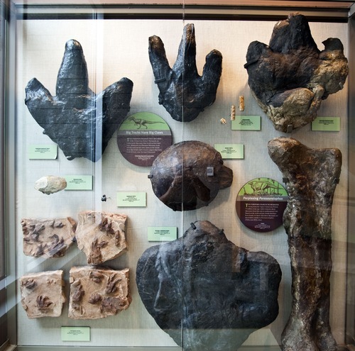 Chris Detrick  |  The Salt Lake Tribune
Dinosaur tracks on display at the Utah Field House of Natural History State Park Museum on Tuesday, Oct. 4, 2011.