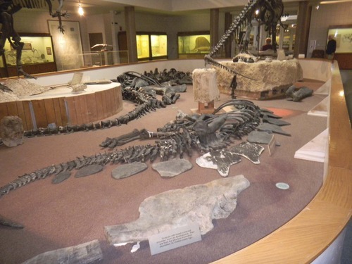 Tom Wharton  |  The Salt Lake Tribune
The main dinosaur exhibit at the USU Eastern Prehistoric
Museum in Price is being reworked by paleontologists.