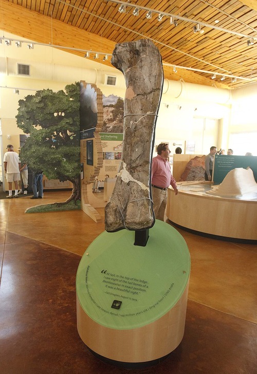 Trent Nelson  |  The Salt Lake Tribune
The femur of a diplodocus on display in the new Dinosaur National Monument Visitors Center.