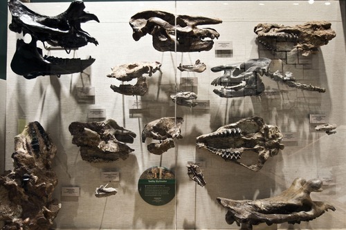 Chris Detrick  |  The Salt Lake Tribune
Dinosaur skulls on display at the Utah Field House of Natural History State Park Museum on Tuesday, Oct. 4, 2011.