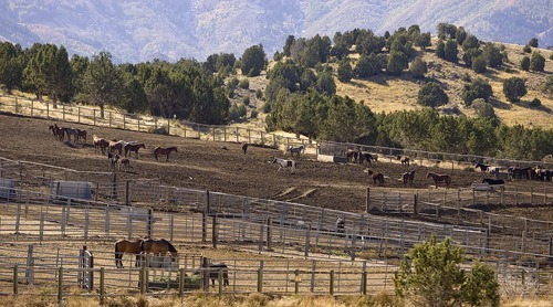 Trent Nelson  |  The Salt Lake Tribune
Horses at the Salt Lake Wild Horse & Burro Center in Herriman on Thursday, Oct. 13, 2011. The U.S. Bureau of Land Management this week is sending animals to two other Utah holding areas in anticipation of closing the site.