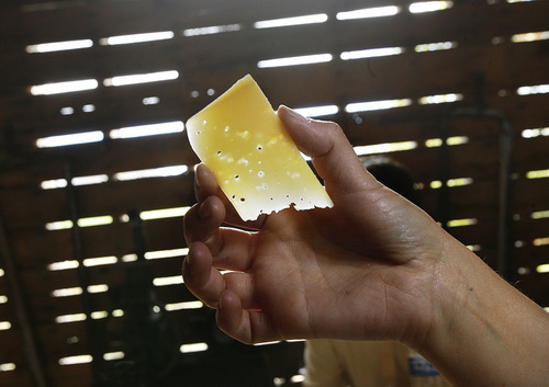 Scott Sommerdorf  |  The Salt Lake Tribune             
Rockhill Cheese intern Abby Phunder holds a slice of Wasatch Mountain Gruyere at the creamery in Richmond.