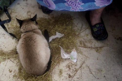 Djamila Grossman | The Salt Lake Tribune

The cat Baby girl sits in a pile of bark from willow branches that Orlena McCurdy works on to make a cradleboard at her family's home in Ibapah, Utah, on Sunday, May 2, 2010.