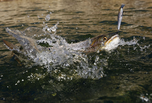 Tribune file photo
A cutthroat trout is caught at Strawberry Reservoir.