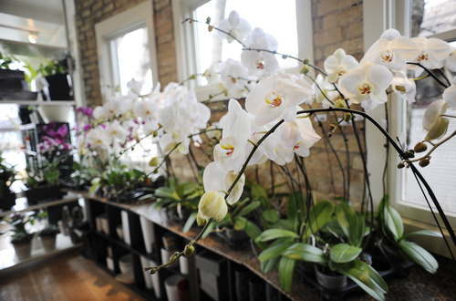 Sarah A. Miller  |  The Salt Lake Tribune

Phalaenopsis orchids are on display for sale at Orchid Dynasty in Salt Lake City on Monday, March 7, 2011. The 9th and 9th area store is celebrating its 10th year and is the only store in Utah specializing in orchids.