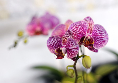 Sarah A. Miller  |  The Salt Lake Tribune

Phalaenopsis orchids are for sale at Orchid Dynasty in Salt Lake City on Monday, March 7, 2011. The 9th and 9th area store is celebrating its 10th year and is the only store in Utah specializing in orchids.