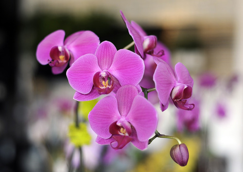 Sarah A. Miller  |  The Salt Lake Tribune

Red Butte Garden will host the Utah Orchid Society's annual show on Saturday, Nov. 5, and Sunday, Nov. 6.