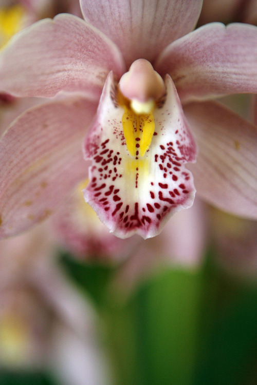 Francisco Kjolseth  |  The Salt Lake Tribune
A Cymbidium orchid displays light and bold colors at the Orchid Dynasty store owned by Clint and Shelley Lewis, who specialize in orchids in the 9th and 9th neighborhood and are celebrating their 10th year.