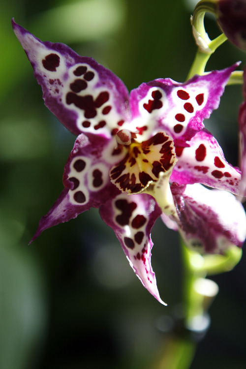 Francisco Kjolseth  |  The Salt Lake Tribune
A Beallara Wild Child orchid displays striking colors at the Orchid Dynasty store owned by Clint and Shelley Lewis, who specialize in orchids in the 9th and 9th neighborhood of Salt Lake City and are celebrating their 10th year in business.