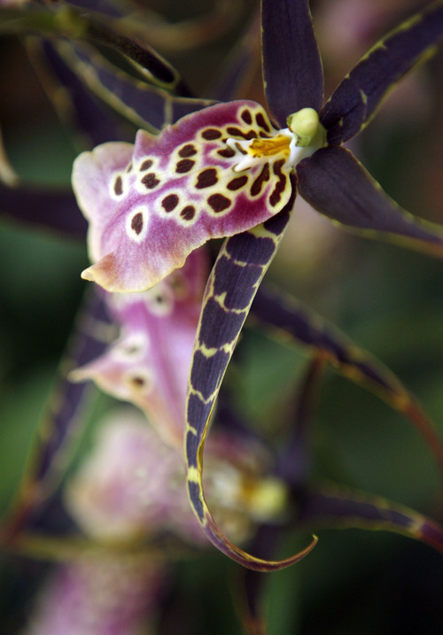 Francisco Kjolseth  |  The Salt Lake Tribune
A Miltassia shelob orchid is on display at the Orchid Dynasty store owned by Clint and Shelley Lewis, who specialize in orchids in the 9th and 9th neighborhood of Salt Lake City and are celebrating their 10th year in business.