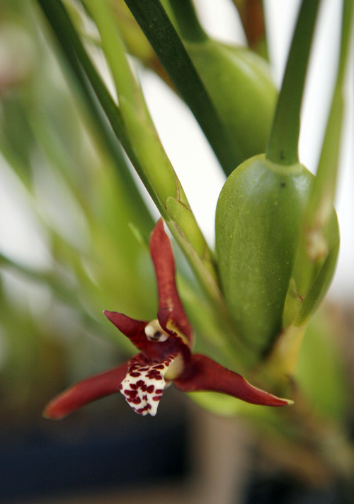 Francisco Kjolseth  |  The Salt Lake Tribune
A Coconut Orchid - Maxillaria tenuifolia that smells just like coconut is in bloom at the Orchid Dynasty store owned by Clint and Shelley Lewis, who specialize in orchids in the 9th and 9th neighborhood of Salt Lake City and are celebrating their 10th year in business.