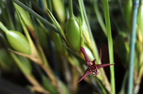 Sarah A. Miller  |  The Salt Lake Tribune

Maxillaria tenuifolia, or 