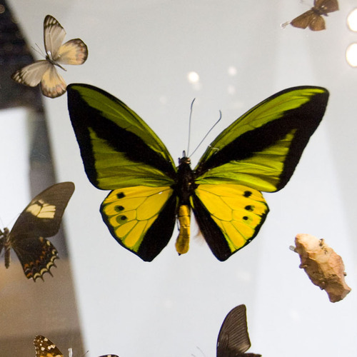 Steve Griffin  |  The Salt Lake Tribune
Butterflies are on display in a huge case in the Canyon area of the new Natural History Museum of Utah.