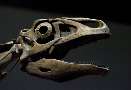 Steve Griffin  |  The Salt Lake Tribune
A dinosaur skull is on display in the new Natural History Museum of Utah.