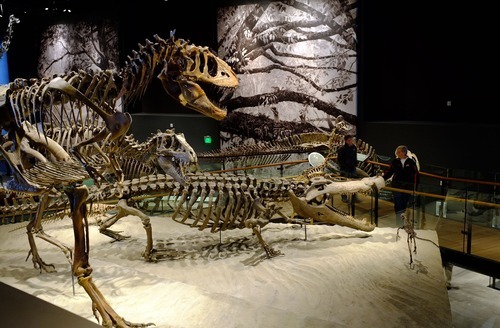 Steve Griffin  |  The Salt Lake Tribune


Dinosaur skeletons in the new Natural History Museum of Utah in Salt Lake City, Utah Saturday, November 5, 2011.