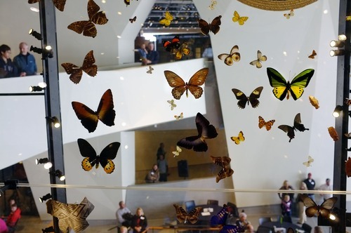 Steve Griffin  |  The Salt Lake Tribune


A giant display case holds butterflies and other items in the new Natural History Museum of Utah in Salt Lake City, Utah Saturday, November 5, 2011.