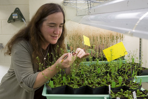 Al Hartmann  |  The Salt Lake Tribune
University of Utah  biology professor Leslie Sieburth harvests plant tissue from Arabidopsis (mustard plant), a model organism used for research. She is trying to figure out how crop plants' signaling allows them to tolerate drought and resist disease. When plants respond to these pressures, their growth slows and yields shrink. She wants to identify the molecule and its receptor that triggers the response so scientists can engineer plants in a way to preserve the healthy response to environmental pressures without the loss of growth.