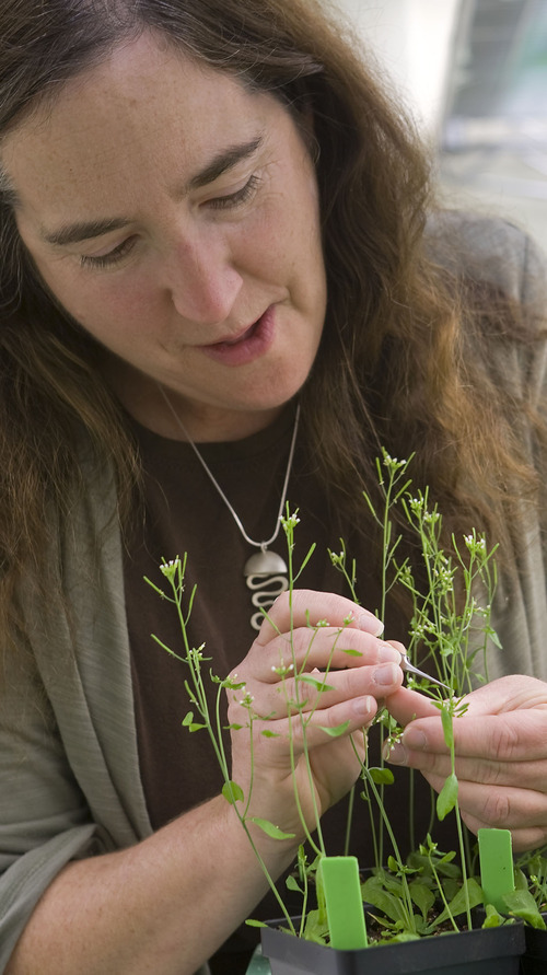 Al Hartmann  |  The Salt Lake Tribune
University of Utah biology professor Leslie Sieburth harvests plant tissue from Arabidopsis (mustard plant), a model organism used for research. She is trying to figure out how crop plants' signaling allows them to tolerate drought and resist disease. When plants respond to these pressures, their growth slows and yields shrink. She wants to identify the molecule and its receptor that triggers the response so scientists can engineer plants in a way to preserve the healthy response to environmental pressures without the loss of growth.
