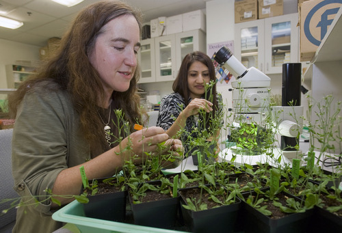 Al Hartmann  |  The Salt Lake Tribune
University of Utah biology professor Leslie Sieburth, left, and graduate assistant Emma Adhikari harvest plant tissue from Arabidopsis (mustard plant), a model organism used for research. Sieburth is trying to figure out how crop plants' signaling allows them to tolerate drought and resist disease. Keeping crop plants productive while preserving their resilience will be crucial to supporting an expanding world population, expected to hit 9 billion by 2050, Sieburth says.