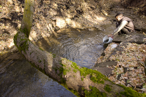 Trent Nelson  |  The Salt Lake Tribune
Mike Slater of the Division of Wildlife Resources stocked Red Butte Creek with 3,000 cutthroat trout now that the cleanup of the oil spill is complete in Salt Lake City on Tuesday, Nov. 22, 2011.