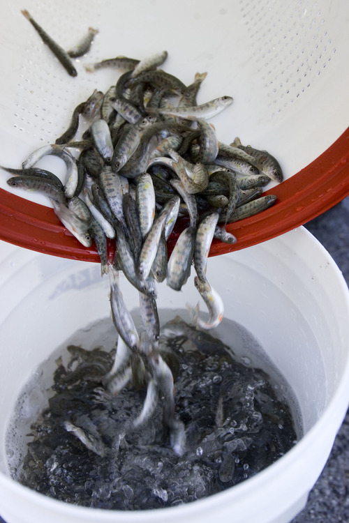 Trent Nelson  |  The Salt Lake Tribune
The Division of Wildlife Resources stocked Red Butte Creek with 3,000 cutthroat trout now that the cleanup of the oil spill is complete in Salt Lake City on Tuesday, Nov. 22, 2011.