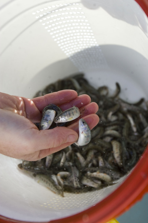 Trent Nelson  |  The Salt Lake Tribune
The Division of Wildlife Resources stocked Red Butte Creek with 3,000 cutthroat trout now that the cleanup of the oil spill is complete in Salt Lake City on Tuesday, Nov. 22, 2011.