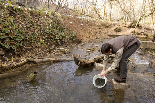 Trent Nelson  |  The Salt Lake Tribune
Mike Slater of the Division of Wildlife Resources stocked Red Butte Creek with 3,000 cutthroat trout now that the cleanup of the oil spill is complete in Salt Lake City on Tuesday, Nov. 22, 2011.