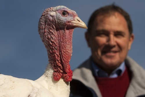 Chris Detrick  |  The Salt Lake Tribune
Utah Gov. Gary Herbert pardons Lucky Tom, a 47-pound Norbest turkey from Moroni Feed Company, at Thanksgiving Point on Tuesday, Nov. 22, 2011. Lucky Tom was the first ever pardoned turkey in Utah and will live the rest of his life at Thanksgiving Point.