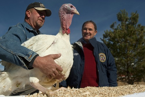 Chris Detrick  |  The Salt Lake Tribune
Norbest's Troy Prestwich holds Lucky Tom, a 47-pound Norbest turkey from Moroni Feed Company, as Utah Gov. Gary Herbert pardons the turkey at Thanksgiving Point on Tuesday, Nov. 22, 2011. Lucky Tom was the first ever pardoned turkey in Utah and will live the rest of his life at Thanksgiving Point.