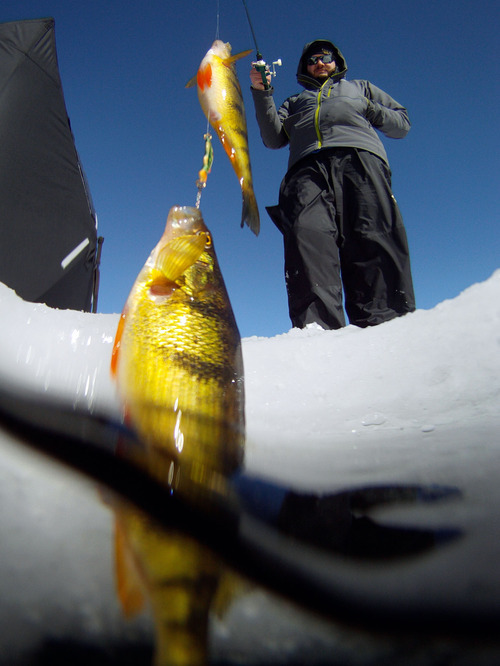 Francisco Kjolseth  |  The Salt Lake Tribune
Brett Prettyman, outdoor writer for The Salt Lake Tribune, gets two perch at the same time during an active morning of fishing on the ice of Fish Lake in Sevier County on Wednesday, Feb. 16, 2011.