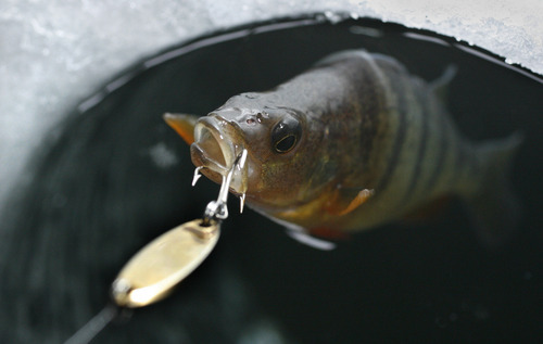 Tribune file photo
A yellow perch is the catch of the day at Fish Lake in Sevier County.