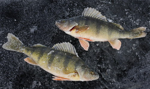 Tribune file photo
A frozen perch on the ice of Fish Lake.