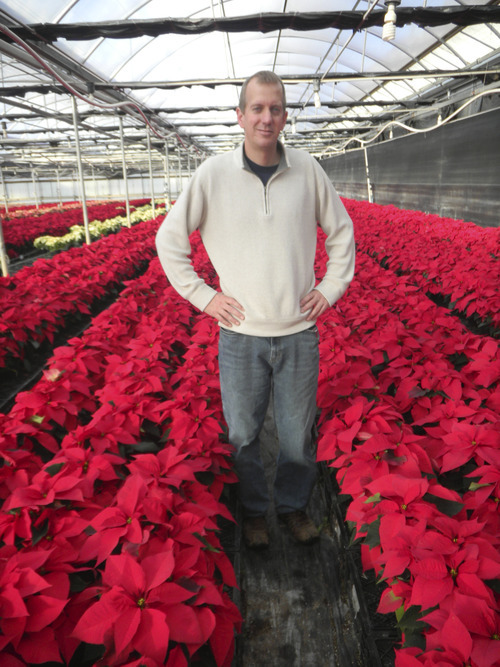 Utah Nursery Spreads Holiday Cheer The Salt Lake Tribune Tom Wharton The Salt Lake Tribune Neil Watson General Manager Of Milgro Nursery