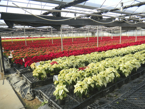 Utah Nursery Spreads Holiday Cheer The Salt Lake Tribune Tom Wharton The Salt Lake Tribune Eigh Varieties Of Poinsettia Plants Are Grown At
