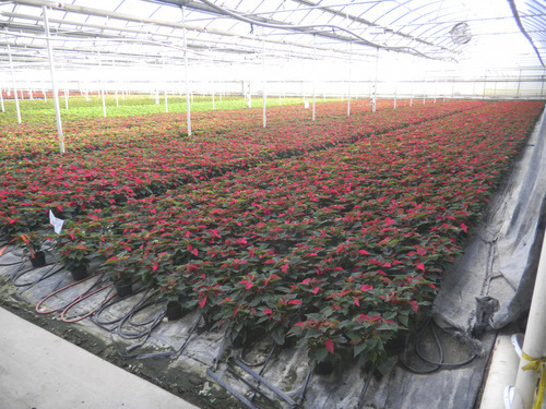 Utah Nursery Spreads Holiday Cheer The Salt Lake Tribune Utah Nursery Spreads Holiday Cheer The Salt Lake Tribune