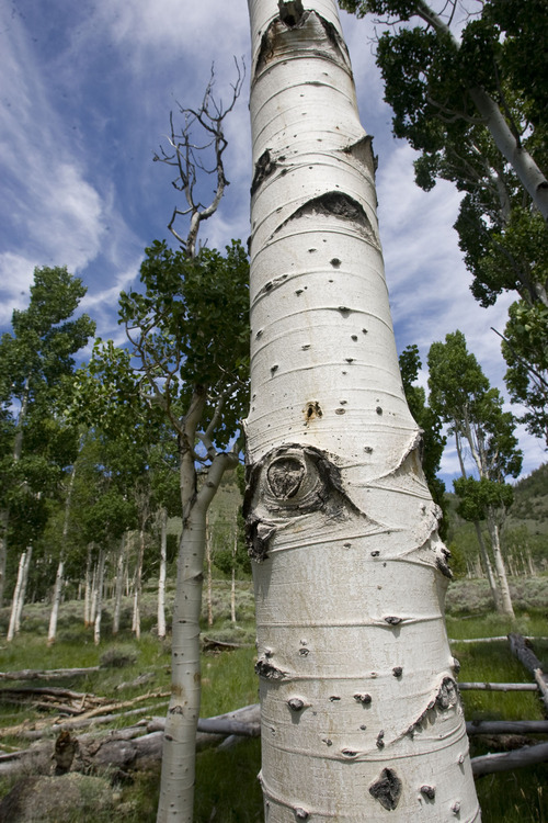 Al Hartmann  |  The Salt Lake Tribune
Aspen trees in the Pando clone, an area of 100-plus acres of trees that make up the world's largest living organism near Fish Lake in south-central Utah.  The Pando clone is not regenerating (sprouting small trees) making its continued existence in question.