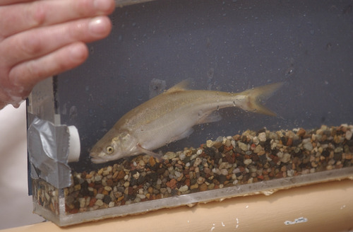 Mark Havnes | Tribune file photo
An endangered Virgin River chub