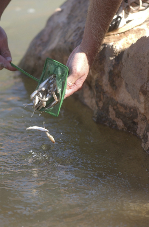 Mark Havnes | Tribune file photo
A worker with the Division of Wildlife Resources dumps some endangered woundfin minnow into the Virgin River.